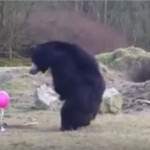三只黑熊初次接触气球  反应萌翻天让人忍不住笑