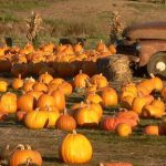 Half Moon Bay Art & Pumpkin Festival 半月灣南瓜藝術節 (10/14-10/15) Half Moon Bay Art & Pumpkin Festival 半月灣南瓜藝術節 (10/14-10/15)