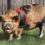 Lunar New Year Celebration at SF Zoo 新春遊園尋生肖迎金豬!(2/9-2/10) Lunar New Year Celebration at SF Zoo 新春遊園尋生肖迎金豬!(2/9-2/10)