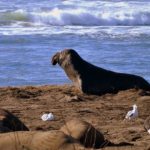 Seal Adventures 2020生態之旅：探訪象海豹趣！(1/25-26)