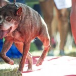 2015世界最丑狗狗大赛冠军诞生！来看看这些长相奇特的狗狗们吧♥