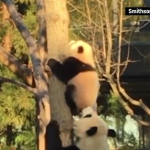 熊猫宝宝首次爬树瞬间被摄下（超有爱的！）