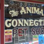 旧金山最好的宠物店在哪？（上篇）