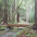 [灣區輕旅行] 探索神秘綠境 Muir Woods National Monument