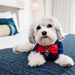 這家加州酒店太暖心了～提供治療犬陪伴客人服務！