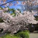 《藝伎回憶錄》電影場景——箱根花園，迎接賞櫻時節
