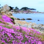 【矽谷心生活】Monterey 海灣魔幻紫色花毯