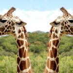 [輕旅行] 北加野生動物園～近距離接觸動物的非洲式探險！