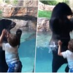 [影片] 史上最萌小孩动物互动被拍下！熊熊跟着5岁男孩一起跳太可爱了