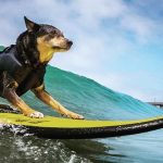 World Dog Surfing Championships 世界狗狗衝浪大賽，就在本週！(8/3)