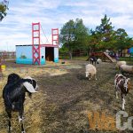 【矽谷心生活】传递快乐的微笑农场与小孩游戏区