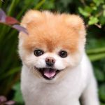 全球最可爱狗狗离世！网红博美犬Boo终年12岁
