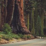 安全考量！Sequoia National Park建设讯号塔不再「与世隔绝」