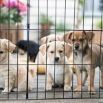 Clear the Shelters™ 第五届宠物领养活动 (8/17)