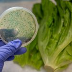 再有数人受感染！加州萝蔓生菜被验出大肠杆菌