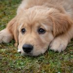 National Puppy Day 提醒大众反思狗只繁殖场的祸害 (3/23)