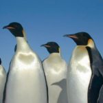 全球暖化海冰消融 皇帝企鵝2100年前恐瀕臨滅絕