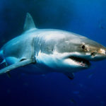 研究：大白鲨视力差 难辨冲浪者与海豹