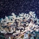 澳洲大堡礁珊瑚产卵大爆发 海底满天星展现生机
