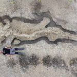 巨大鱼龙化石出土 英国最伟大古生物学发现之一[影]