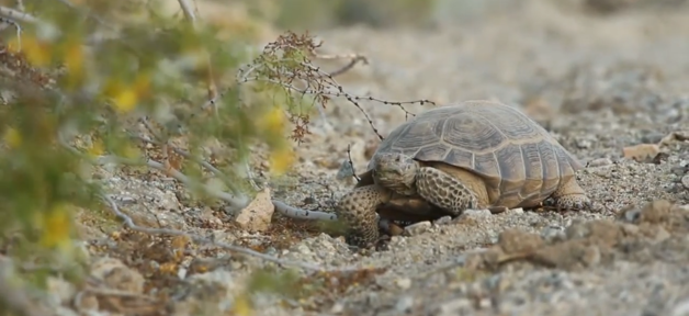 Joshua Tree 的沙漠陆龟正处于灭绝边缘