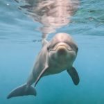 研究：海豚辨識朋友 除了哨聲還靠尿味