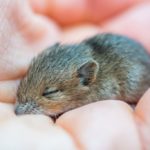 日本科學家用冷凍乾燥體細胞複製老鼠 有望保護物種免於滅絕