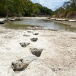 美国德州大旱 干涸河床露出1.13亿年前恐龙足迹