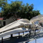 【 哇靠 Funlicius 】体验大自然的进化魅力  游览南加州 Santa Barbara 自然历史博物馆
