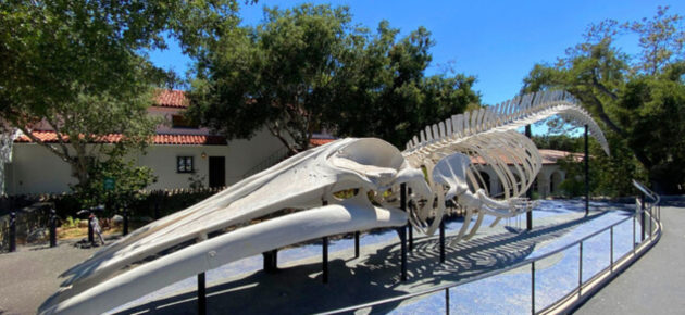 【 哇靠 Funlicius 】体验大自然的进化魅力  游览南加州 Santa Barbara 自然历史博物馆