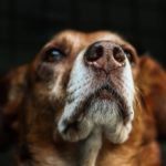 研究：壓力改變人類體味 狗狗聞得出來