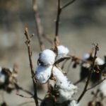 干旱摧毁德州 全美棉产量今年恐掉2成