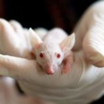 人类神经元成功植入鼠脑 美研究盼测试阿兹海默症新疗法
