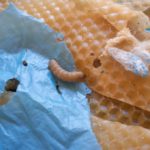 大蜡蛾幼虫唾液可分解聚乙烯 有助解决塑胶污染