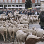 西班牙遷徙放牧節 「羊羊得意」佔領馬德里街頭