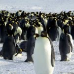 气候变迁影响繁衍 美将皇帝企鹅列入保护名单