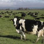 降低碳排 紐西蘭將開徵牛羊「排氣稅」