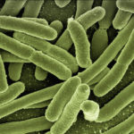 研究：細菌感染年奪770萬命 居全球死因第2名