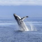 海洋塑胶微粒浓度日增 蓝鲸每天吞下43.6公斤
