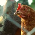 美國禽流感嚴峻 2022年撲殺5054萬隻家禽創新高