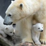 气候变迁冲击 加拿大北极熊5年减少逾1/4