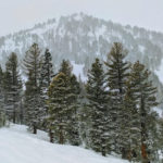 加州新年假期迎來雨雪天氣   Mammoth Mountain 成爲全美積雪最深滑雪場