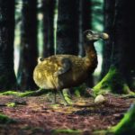 渡渡鸟灭绝逾300年 科学家盼藉科技让牠复活