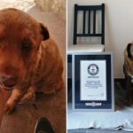 逃过被活埋命运 30岁葡萄牙獒犬破最长寿纪录