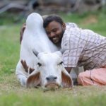 如何过西洋情人节 印度政府吁拥抱牛