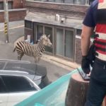 首尔动物园斑马脱逃 车阵中奔跑上演街头历险记[影]