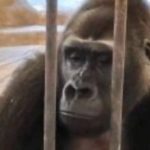 大猩猩被囚禁曼谷顶楼动物园逾30年 改善环境无期