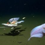 日本8336公尺深海蜗牛鱼获世界纪录 专家：接近鱼类生存极限