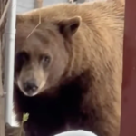 吃貨無誤🐻這位不速之客偷走3加侖的冰淇淋?!