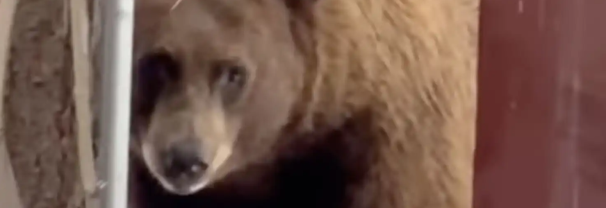 吃貨無誤🐻這位不速之客偷走3加侖的冰淇淋?!